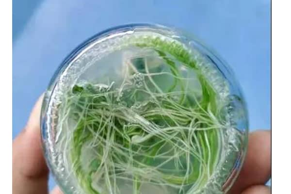 組培室的管理與使用