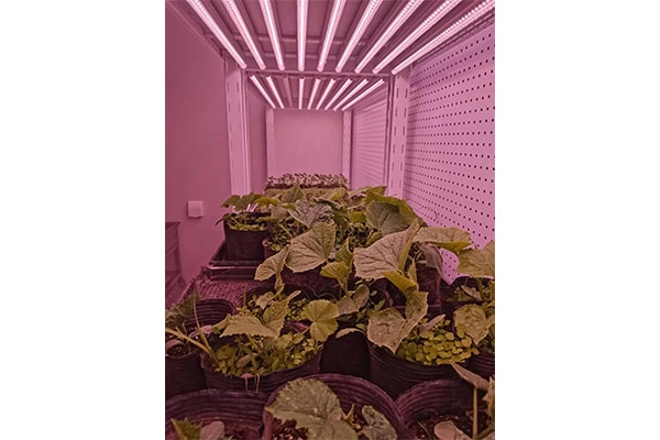 光照強度、光周期和光分布