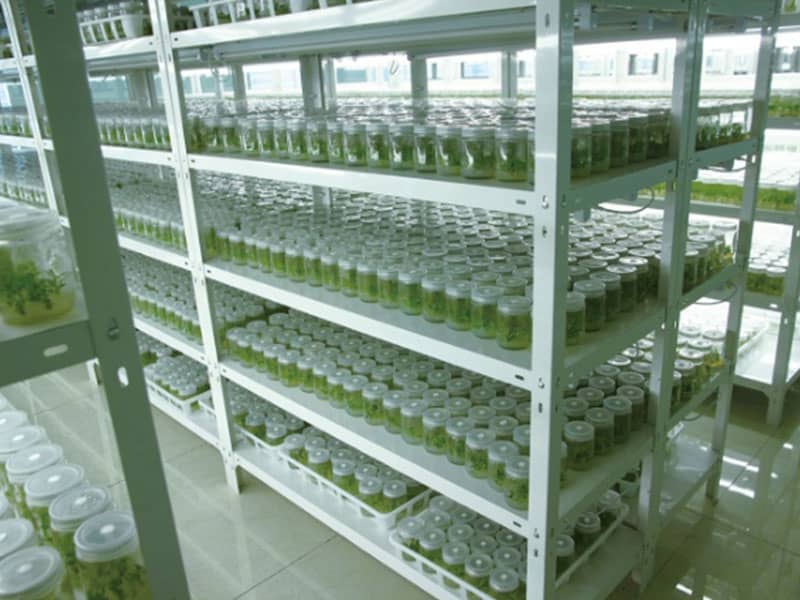 組培設備廠家講解：無性繁殖的特點，與有性繁殖的差別?